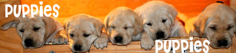 Puppies Gallery